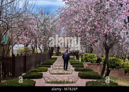 Srinagar, India. 9th Mar, 2018. A man walks past blooming almond orchards as spring arrives in Srinagar. The trees have flowered earlier due to rise in temperature in the Valley marking the beginning of Spring. Credit: Saqib Majeed/SOPA Images/ZUMA Wire/Alamy Live News Stock Photo