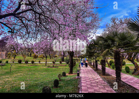 Srinagar, India. 9th Mar, 2018. Kashmiri women walk past blooming almond orchards as spring arrives in Srinagar.The trees have flowered earlier due to rise in temperature in the Valley marking the beginning of Spring. Credit: Saqib Majeed/SOPA Images/ZUMA Wire/Alamy Live News Stock Photo