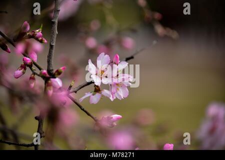 Srinagar, India. 9th Mar, 2018. A bee collects nectar from an almond flower in Srinagar.The trees have flowered earlier due to rise in temperature in the Valley marking the beginning of Spring. Credit: Saqib Majeed/SOPA Images/ZUMA Wire/Alamy Live News Stock Photo