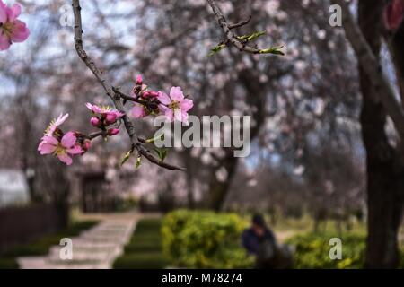 Srinagar, India. 9th Mar, 2018. Almond blossoms in full bloom as spring arrives in Srinagar. The trees have flowered earlier due to rise in temperature in the Valley marking the beginning of Spring. Credit: Saqib Majeed/SOPA Images/ZUMA Wire/Alamy Live News Stock Photo