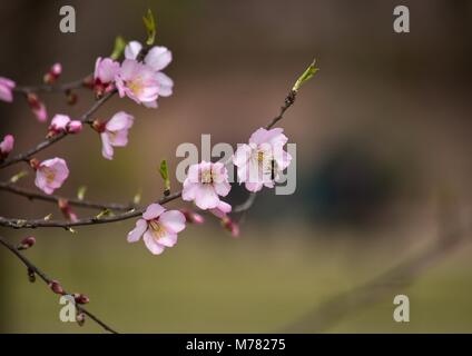 Srinagar, India. 9th Mar, 2018. Almond blossoms in full bloom as spring arrives in Srinagar.The trees have flowered earlier due to rise in temperature in the Valley marking the beginning of Spring. Credit: Saqib Majeed/SOPA Images/ZUMA Wire/Alamy Live News Stock Photo