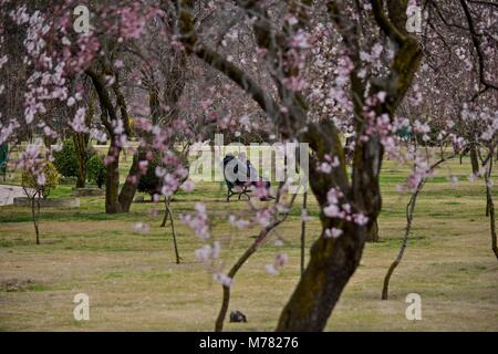 Srinagar, India. 9th Mar, 2018. Kashmiri locals can be seen sitting on a bench in a park on a spring day in Srinagar.The trees have flowered earlier due to rise in temperature in the Valley marking the beginning of Spring. Credit: Saqib Majeed/SOPA Images/ZUMA Wire/Alamy Live News Stock Photo