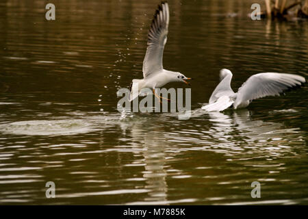 Melton Mowbray. 9th March 2018: UK Weather: Grey clouds and showers, mild day as visitors watch young swans in flight feed the ducks and Black headed gulls . Credit: Clifford Norton/Alamy Live News Stock Photo