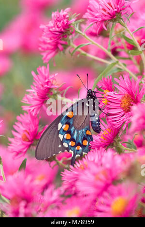 03004-00804 Pipevine Swallowtail (Battus philenor) on New England Aster (Aster novae-angliae 'Alma Potschke')Marion Co.  IL Stock Photo