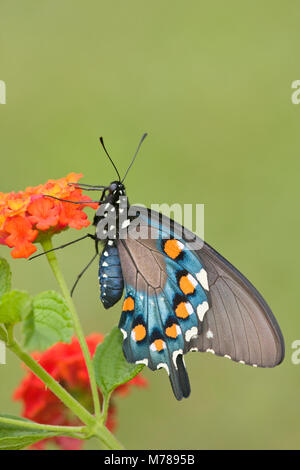 03004-00810 Pipevine Swallowtail (Battus philenor) on Red Spread Lantana (Lantana camara) Marion Co.  IL Stock Photo