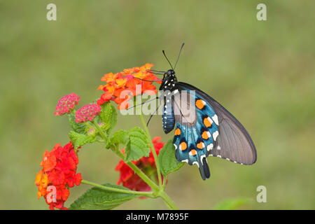 03004-00816 Pipevine Swallowtail (Battus philenor) on Red Spread Lantana (Lantana camara) Marion Co.  IL Stock Photo