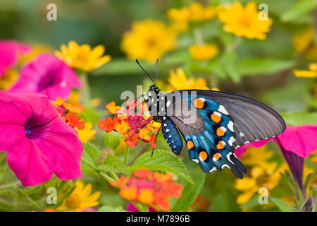 03004-00909 Pipevine Swallowtail (Battus philenor) on Red Spread Lantana (Lantana camara) in butterfly garden, Marion Co.  IL Stock Photo