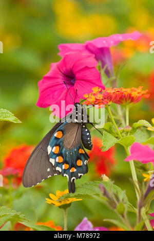 03004-01006 Pipevine Swallowtail (Battus philenor) on Red Spread Lantana (Lantana camara) in butterfly garden, Marion Co.  IL Stock Photo