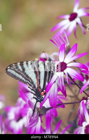 03006-002.02 Zebra Swallowtail (Eurytides marcellus) on Cineraria 'Senetti Magenta Bicolor' (Pericallis) Holmes Co. MS Stock Photo