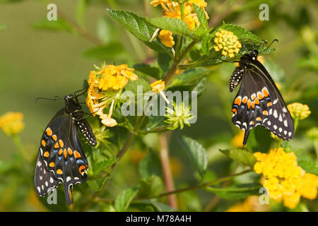 03009-01720 Black Swallowtail butterflies (Papilio polyxenes) male and female on New Gold Lantana (Lantana camara) Marion Co., IL Stock Photo