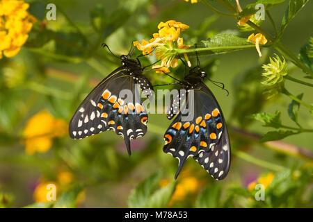 03009-01812 Black Swallowtail butterflies (Papilio polyxenes) male and female on New Gold Lantana (Lantana camara) Marion Co., IL Stock Photo