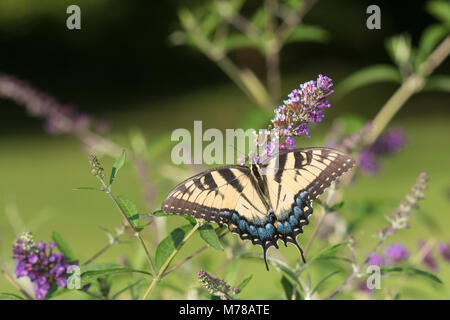 03023-03017 Eastern Tiger Swallowtail (Papilio glaucaus) on Butterfly Bush (Buddleja davidii) Marion Co. IL Stock Photo