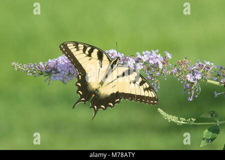 03023-03105 Eastern Tiger Swallowtail (Papilio glaucaus) on Butterfly Bush (Buddleja davidii) Marion Co. IL Stock Photo