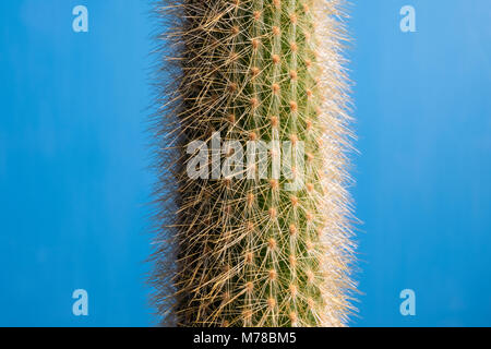 Shaft of green spiny cactus plant with white needle thorns close up