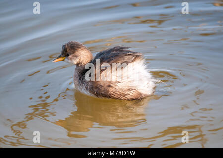 female little grebe, Tachybaptus ruficollis, swimming, water, lake, Aiguamolls Emporda, wetlands, Catalonia, Spain Stock Photo