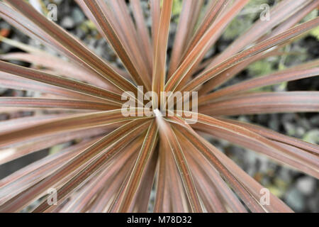 Cordyline Australis Red Star Plant ProvideS a Reddy-Brown Accent Color in Gardens All Year Long Stock Photo