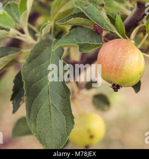 Two apples on the apple tree Stock Photo