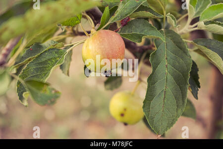 One apple hangs on an apple tree in the garden. Stock Photo