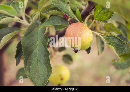 Apple on the apple tree in the garden. Stock Photo