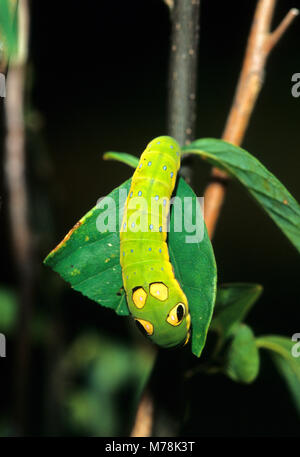03029-00915 Spicebush Swallowtail (Papilio troilus) caterpillar eating Spicebush (Benzoin aestivale) leaf Marion Co.  IL Stock Photo