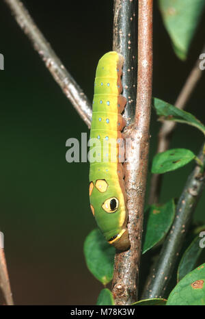 03029-010.16 Spicebush Swallowtail (Papilio troilus) caterpillar on Spicebush (Benzoin aestivale)  Marion Co.  IL Stock Photo