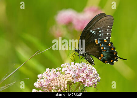 03029-01314 Spicebush Swallowtail butterfly (Papilio troilus) on Swamp Milkweed (Asclepias incarnata) Marion Co., IL Stock Photo