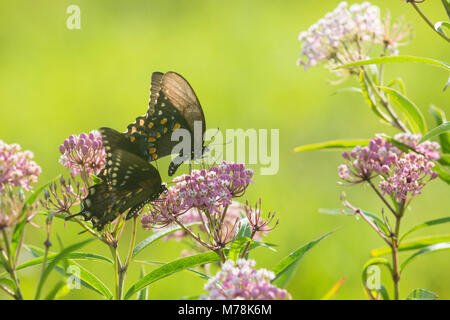 03029-01502 Spicebush Swallowtail Butterflies (Papilio troilus) male and female on Swamp Milkweed (Asclepias incarnata), Marion Co., IL Stock Photo