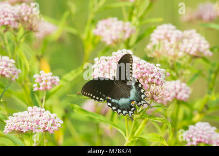 03029-01504 Spicebush Swallowtail Butterfly (Papilio troilus) on Swamp Milkweed (Asclepias incarnata), Marion Co., IL Stock Photo