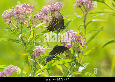 03029-01503 Spicebush Swallowtail Butterflies (Papilio troilus) male and female on Swamp Milkweed (Asclepias incarnata), Marion Co., IL Stock Photo