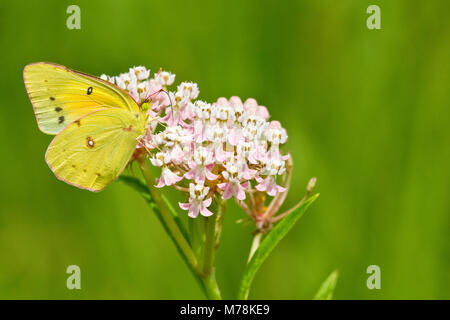 03074-00508 Orange Sulphur (Colias eurytheme) butterfly on Swamp Milkweed (Asclepias incarnata) Marion Co., IL Stock Photo