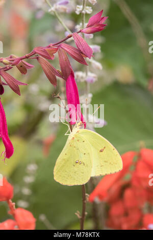 03091-00904 Cloudless Sulphur (Phoebis sennae) at Salvia 'Love & Wishes' Marion Co., IL Stock Photo