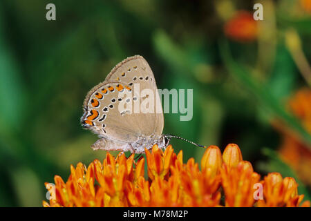 03152-00119 Coral Hairstreak (Satyrium titus) on Butterfly Milkweed (Asclepias tuberosa) Marion Co.  IL Stock Photo