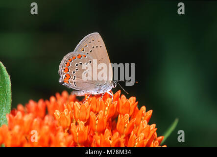 03152-00401 Coral Hairstreak (Satyrium titus) on Butterfly Milkweed (Asclepias tuberosa) Marion Co. IL Stock Photo
