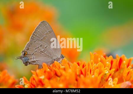 03159-00210 Banded Hairstreak butterfly (Satryium calanus) on Butterfly Milkweed (Asclepias tuberosa) Marion Co., IL Stock Photo