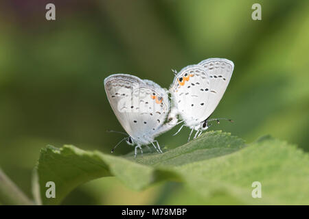 03226-01215 Eastern Tailed-Blues (Everes comyntas)  mating Marion Co. IL Stock Photo