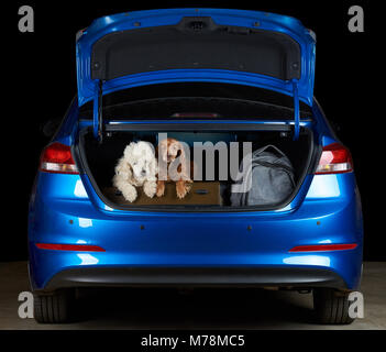 Two dogs sitting in car trunk with luggage ready for trip Stock Photo