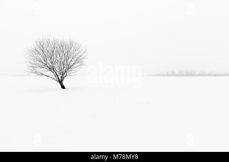 Winter black and white misty landscape minimalist snow scene with lone tree Stock Photo