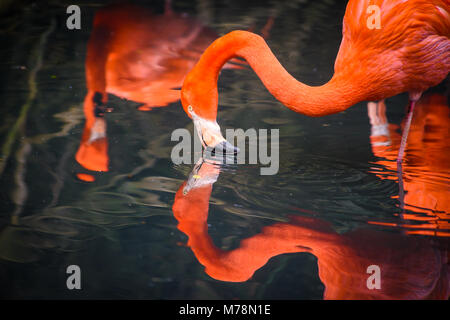 Flamingos or flamingoes are a type of wading bird in the family Phoenicopteridae. Red Flamingos come from America Stock Photo