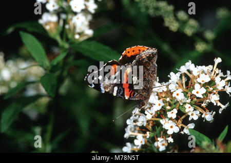 03408-00303 Red Admiral (Vanessa atalanta) on Butterfly Bush (Buddleia davidii), Marion Co.  IL Stock Photo