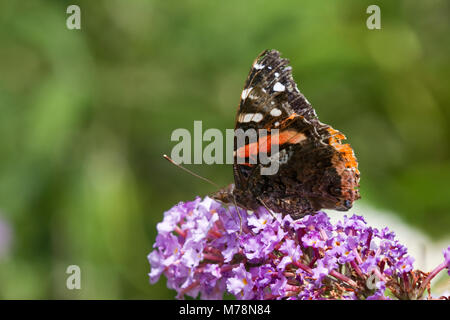 03408-00706 Red Admiral butterfly (Vanessa atalanta) on Butterfly Bush (Buddleia davidii) Marion Co., IL Stock Photo