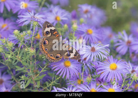 03411-01217 Common Buckeye (Junonia coenia) on Frikart's Aster (Aster frikartii) Marion Co. IL Stock Photo