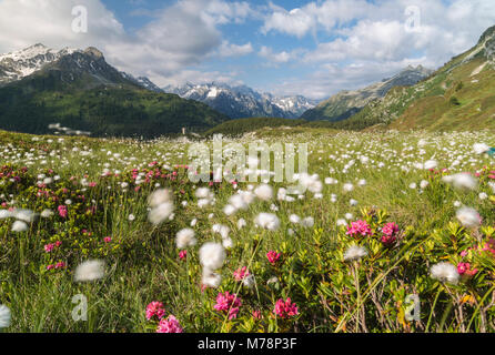 Meadows of rhododendrons and cotton grass, Maloja, Bregaglia Valley, Engadine, Canton of Graubunden (Grisons), Switzerland, Europe Stock Photo
