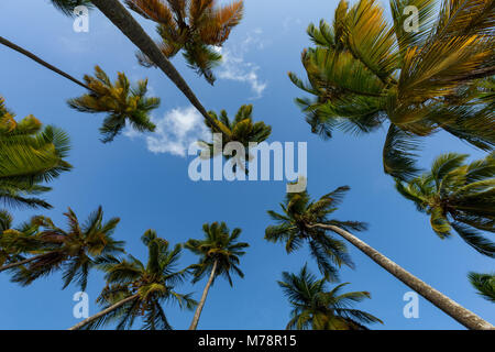 Looking up at tall palms on the small beach at Marigot Bay, St. Lucia, Windward Islands, West Indies Caribbean, Central America Stock Photo