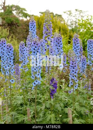 A perennial blue delphinium (Ranunculaceae) larkspur herbaceous border plant in the UK Stock Photo
