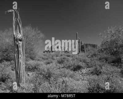 Dead Saguaro cactus near Superstition Mountain in Arizona in B&W Stock Photo