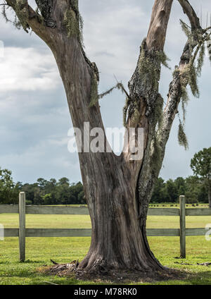 Photo of a large dying tree with most of its bark gone. Patches of spanish moss can be seen growing on the branches. Stock Photo