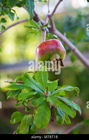 ripening pomegranate on the tree Stock Photo