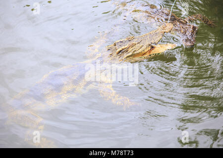 closeup crocodile's jaws above rippled pond water catch food from rope ...