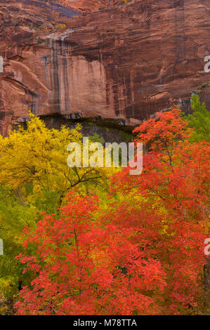 Bigtooth Maple, Acer grandidentatum, Weeping Rock, Zion National Park, Utah Stock Photo