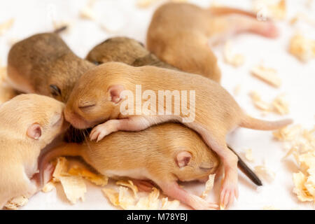 Little cute sleeping mice babies. Macro image. Stock Photo